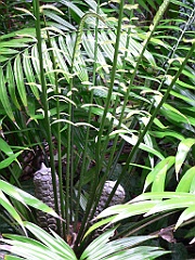 096 Cairns Botanic Gardens